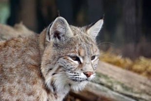 LYNX