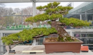 盆栽イメージ(足成)