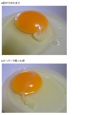 紀州三昧うめたまご試食