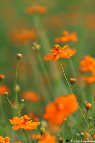 使用レンズ：EF70-200mm F2.8L IS USM 絞り優先AE、絞り：2.8、シャッター速度：1/400、ISO感度：100、露出補正：なし、ピクチャースタイル：オート