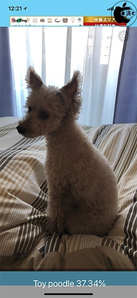 犬種判別-Dog Identify