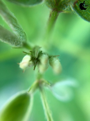 Fisheye + Macro 15x lens for iPhone X