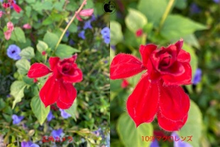 10倍マクロレンズ