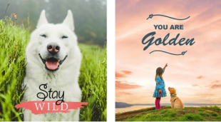 メッセージ入りグラフィックスを追加