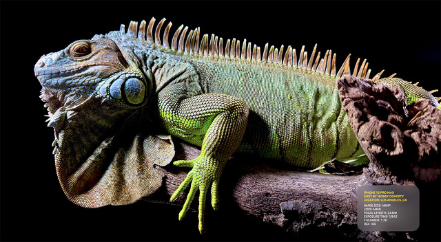 iPhone 15 Pro Max:BOBB DOHERTY