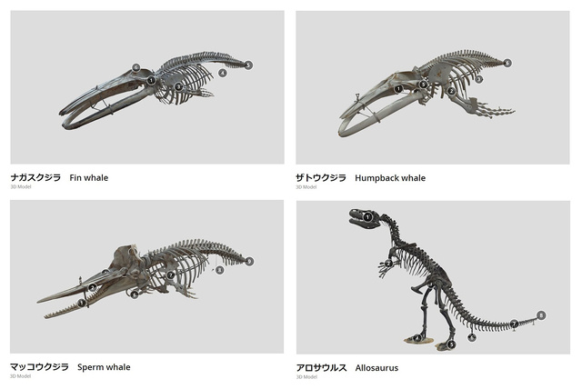 大阪市立自然史博物館の大型骨格標本3D画像