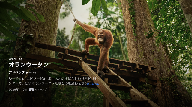 オランウータン