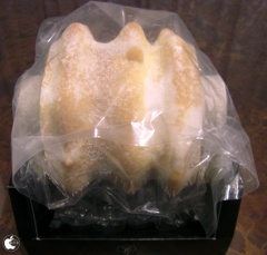 しっかり芽 ３山