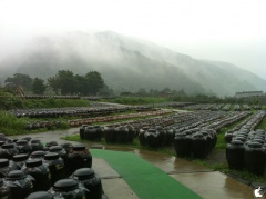 桷志田 黒酢本舗