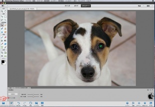 ペットの目補正